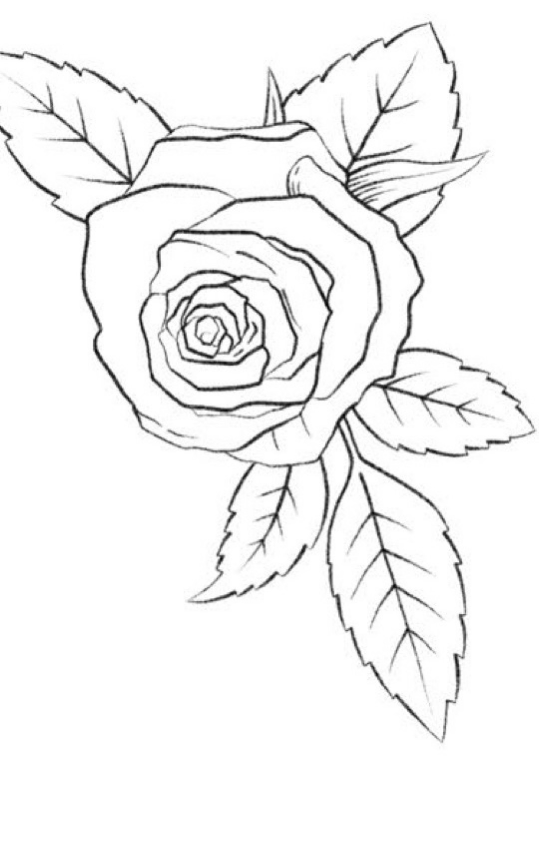 Step 4 outer drooping petals and serrated leaf margins