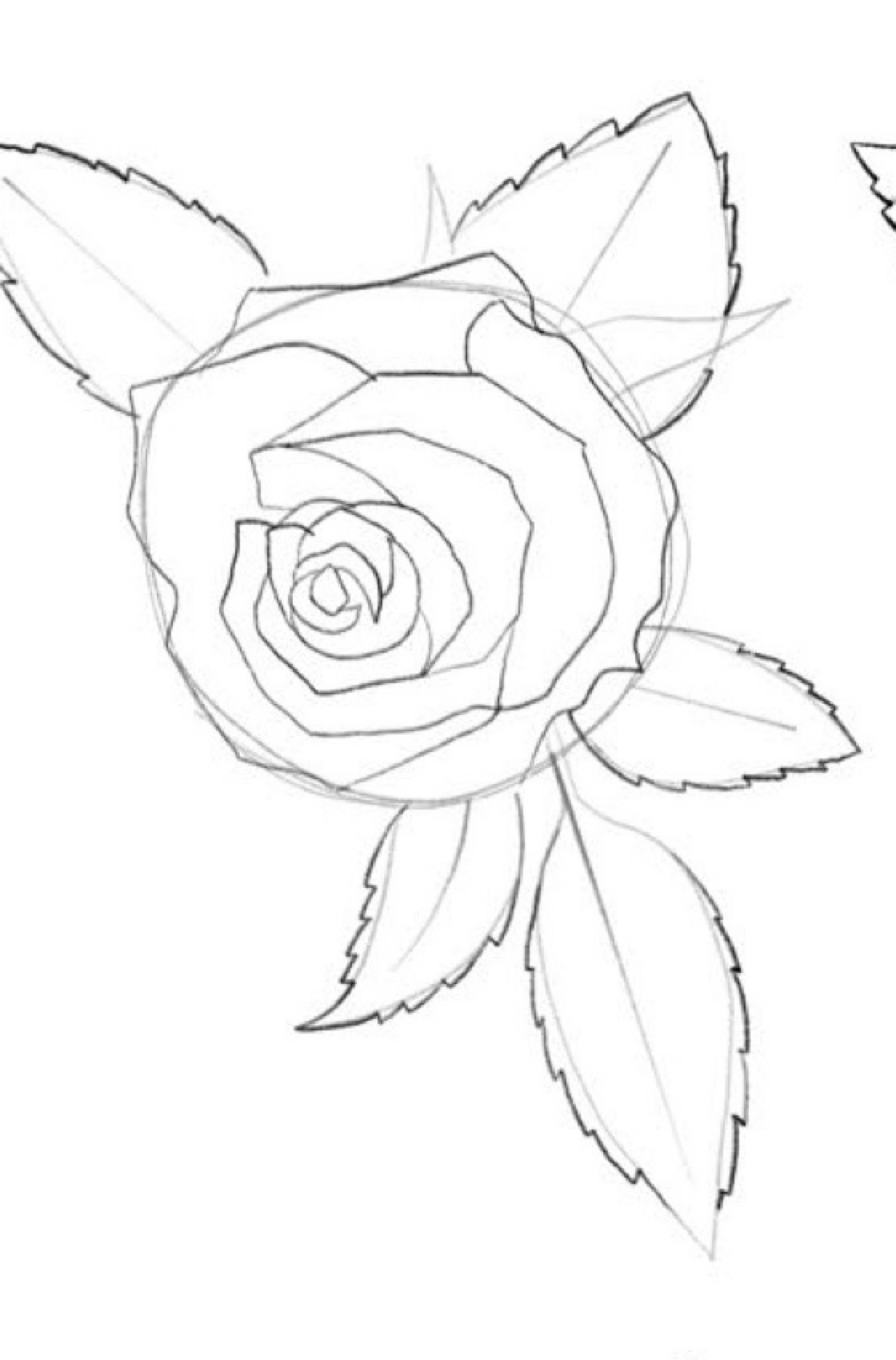 Step 5 clean inked contours and leaf venation