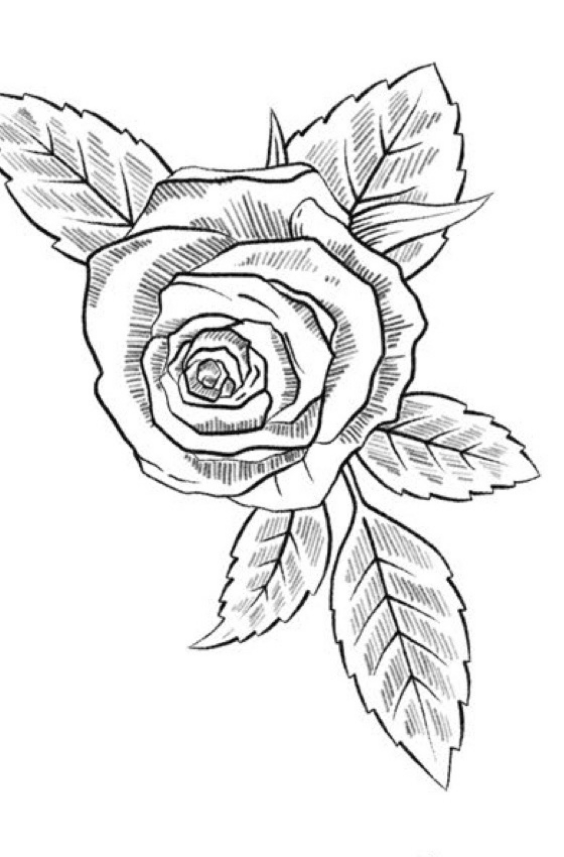 Step 6 master botanical hatching shading and depth