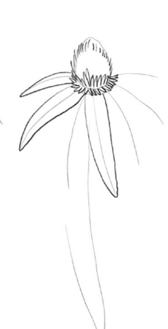 Step 2 Coneflower Foreground Petals
