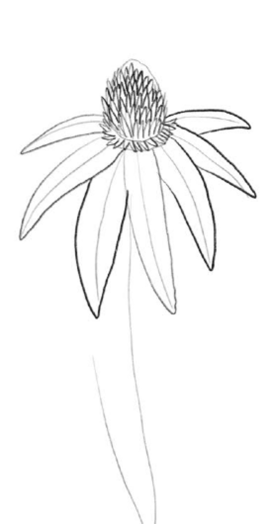 Step 3 Coneflower Mid Petals and Cone