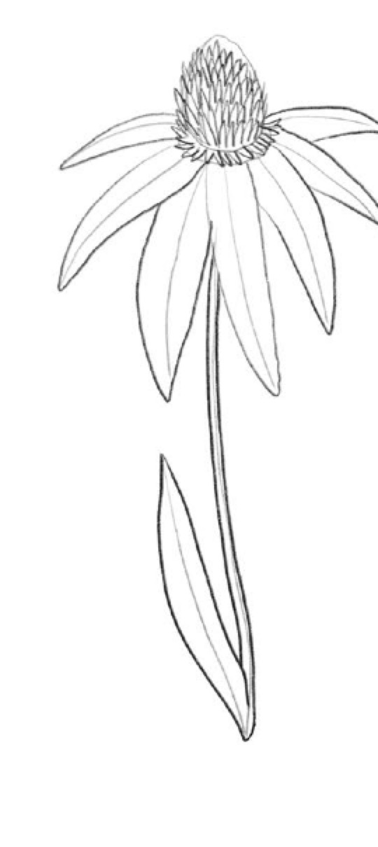 Step 4 Coneflower Background Collar