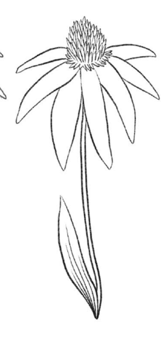 Step 5 Coneflower Stem and Leaf