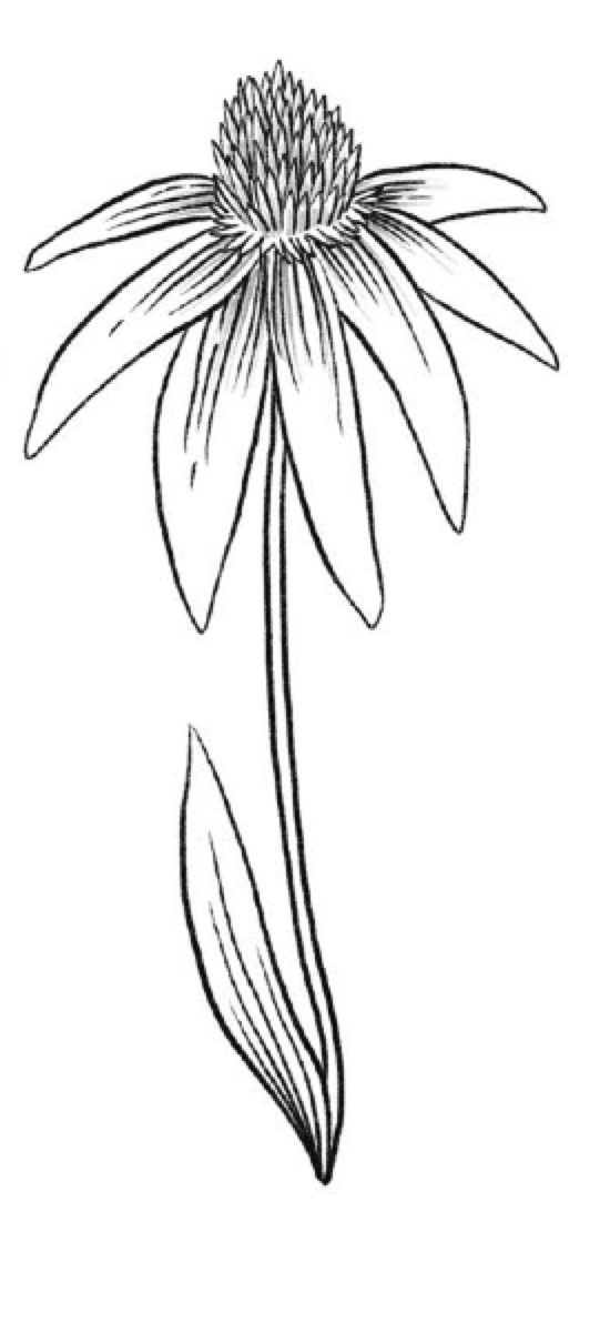 Step 6 Coneflower Hatching and Shading