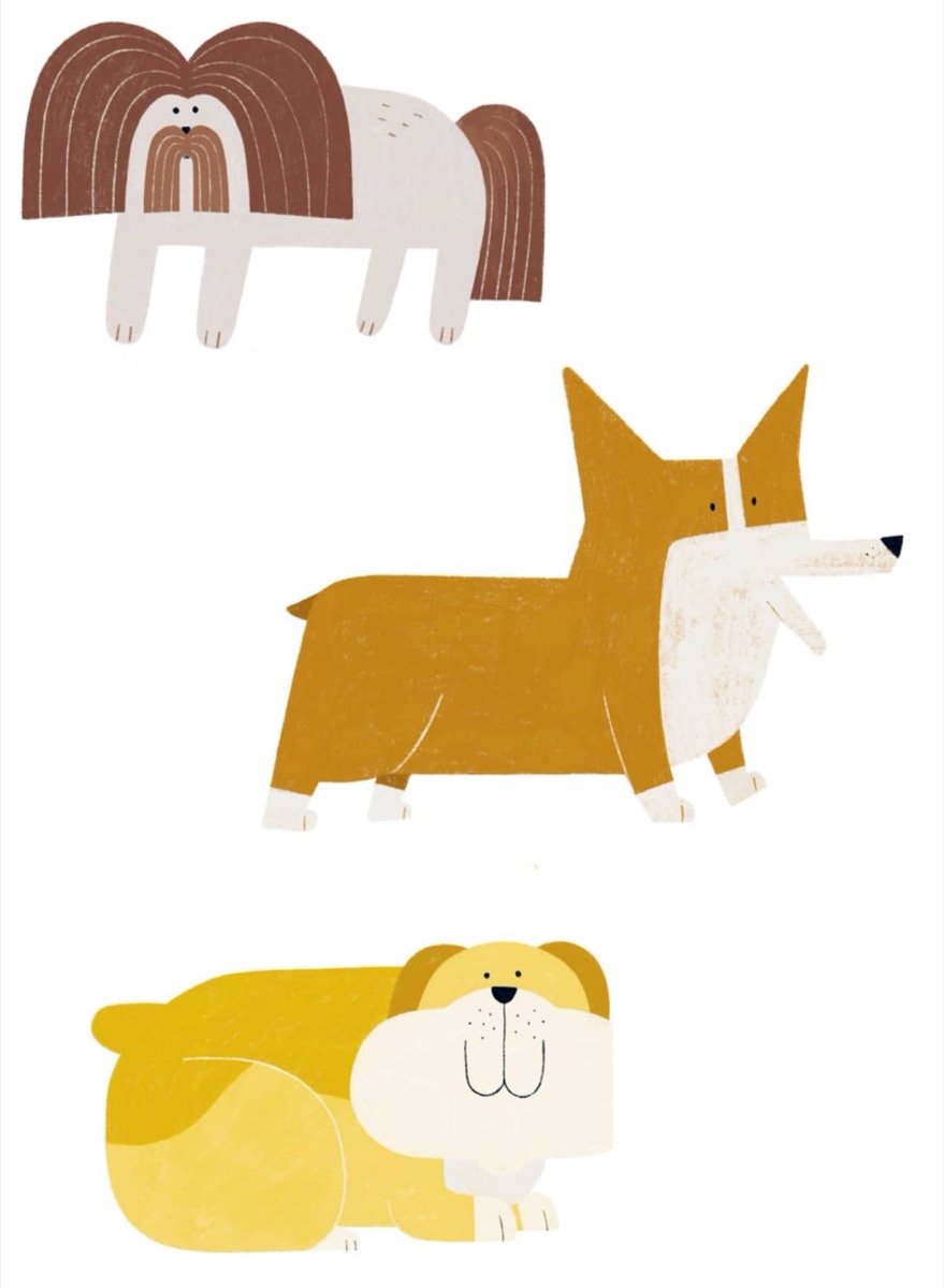 Bonus Dog Breeds: Corgi, Shih Tzu, and Chubby Pup