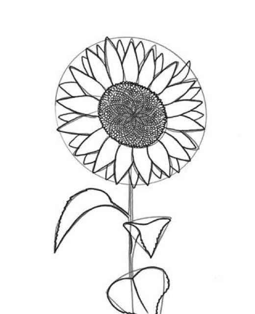 Step 6: Spiral seed head pattern and serrated leaves