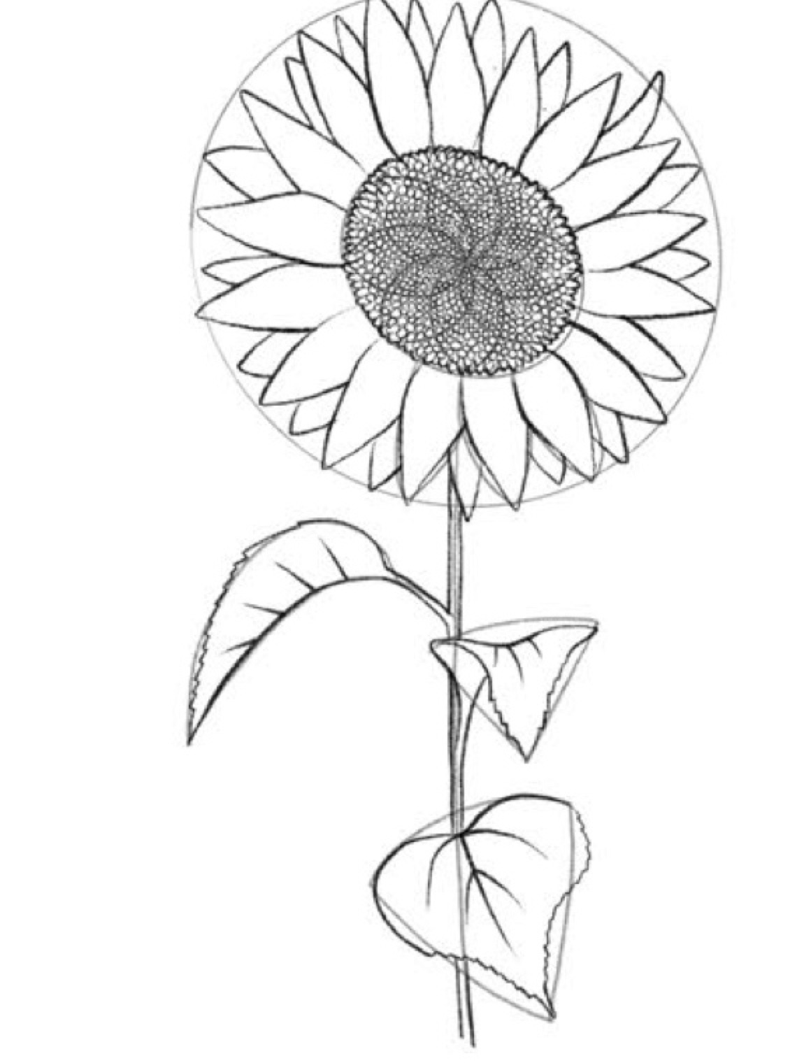 Step 7: Leaf venation and petal creases