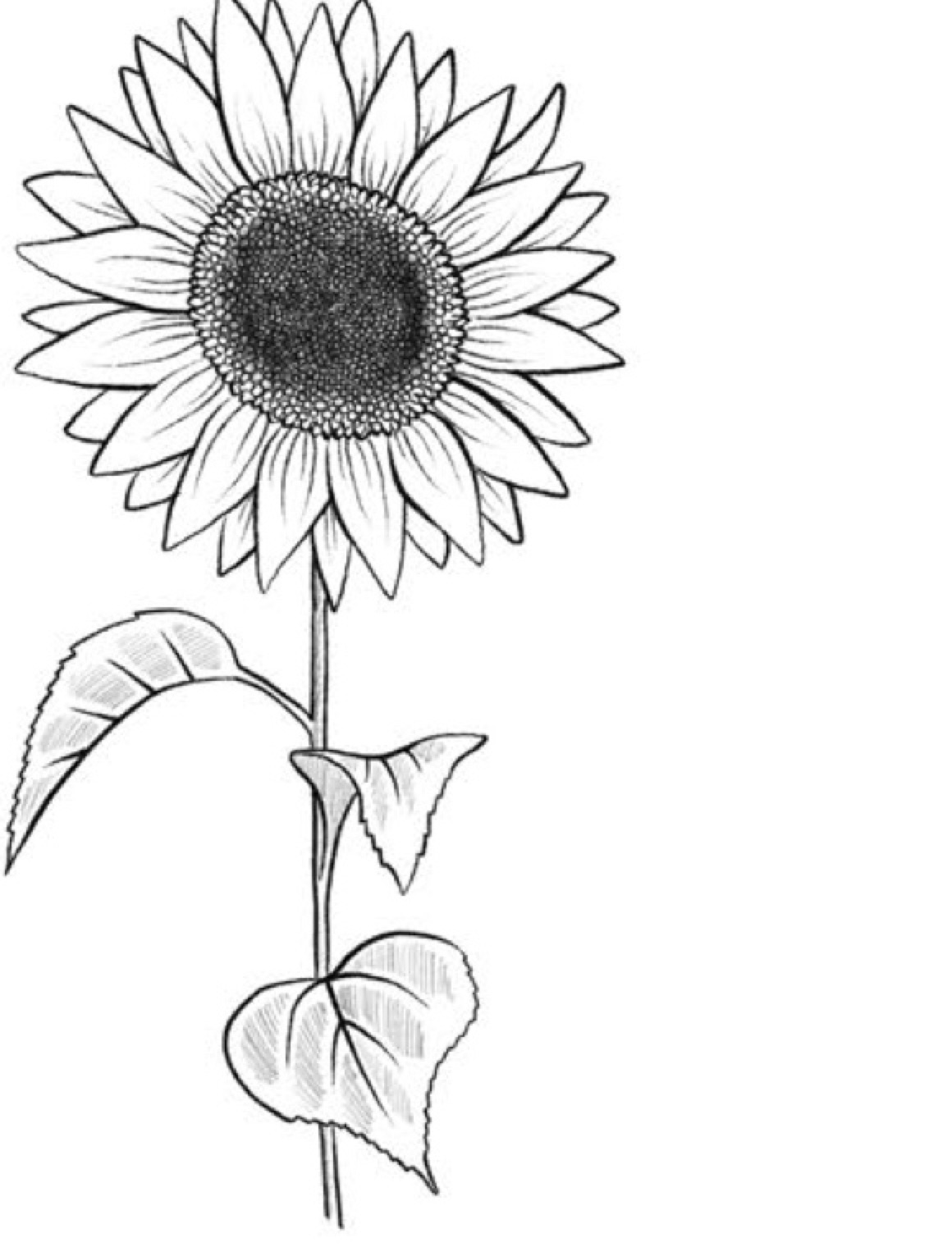 Step 8: Botanical ink illustration of sunflower