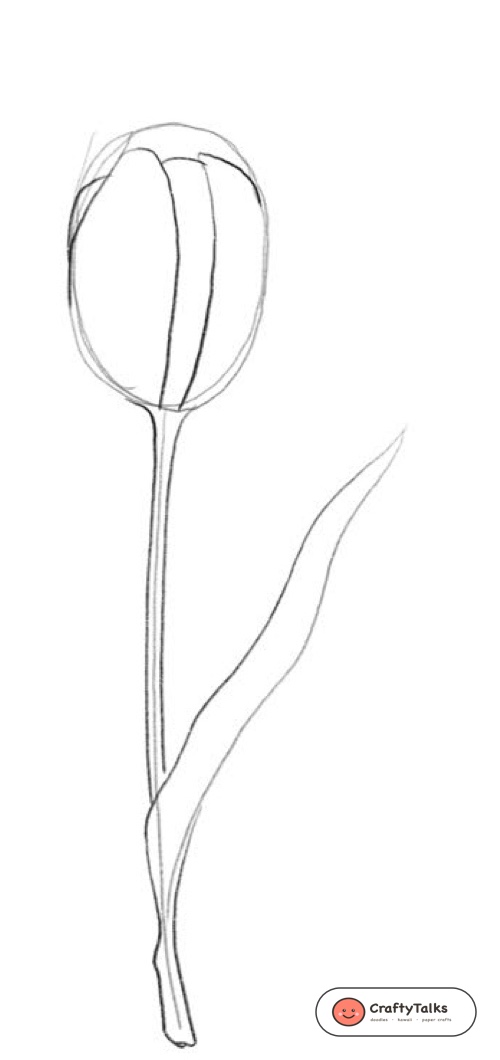 Step 2: Center Petal Division & Leaf Contour - how to draw a realistic tulip