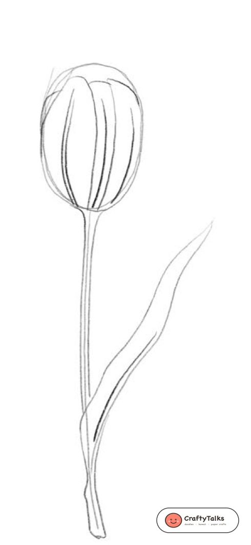 Step 3: Back Petals & Foliage Ribbon Thickness - how to draw a realistic tulip